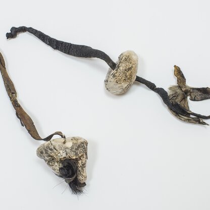 Birch fungus | © © South Tyrol Museum of Archaeology / Harald Wisthaler